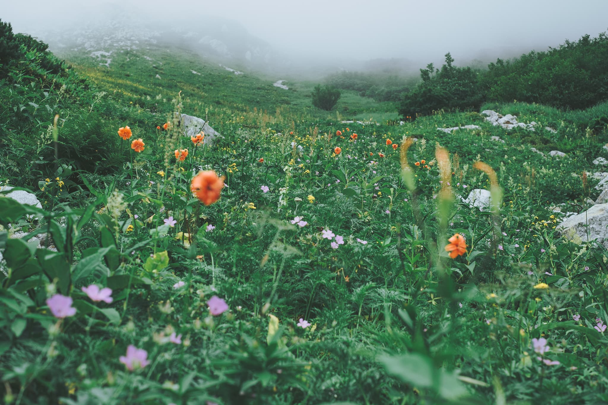 伊藤新道のお花畑