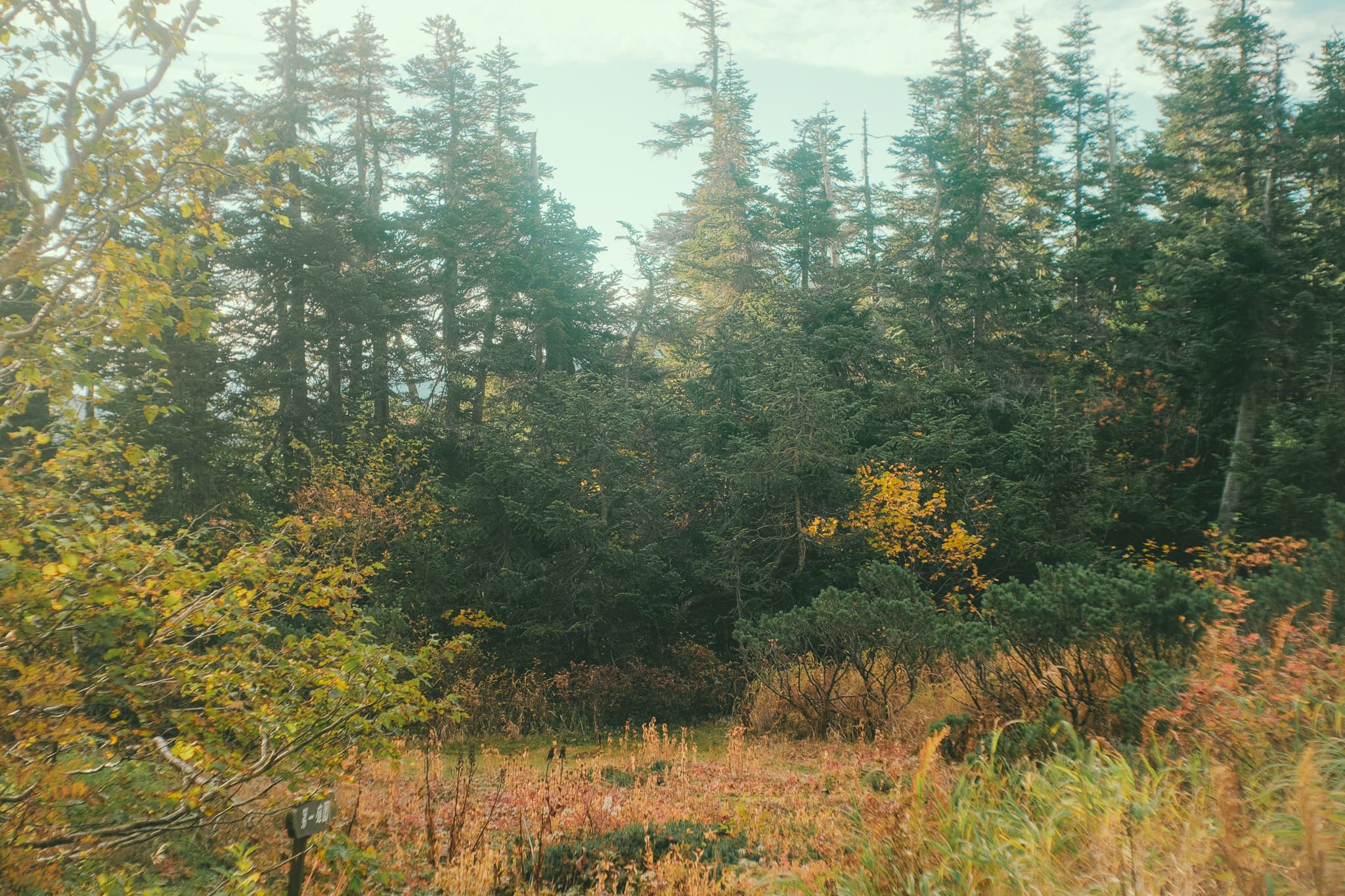 伊藤新道の第一庭園