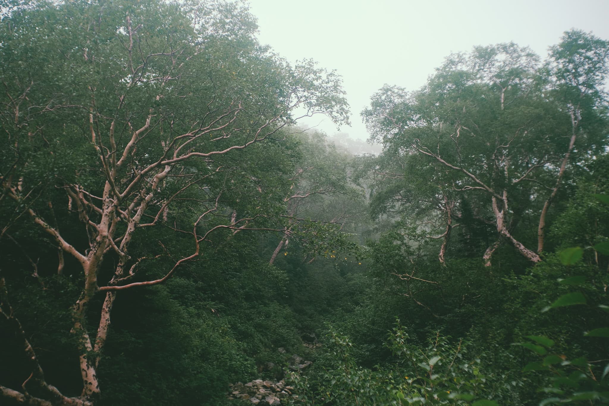 黒部源流の自然