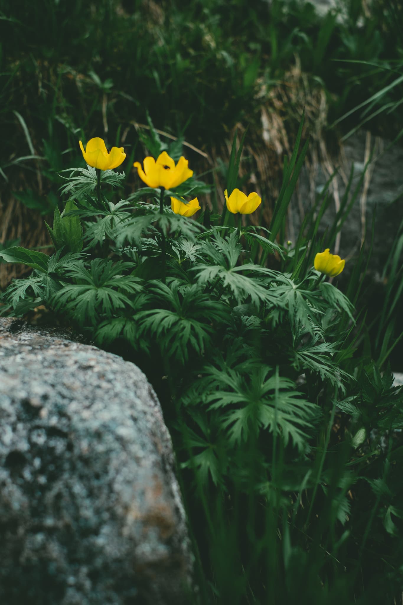 黒部源流の渓谷