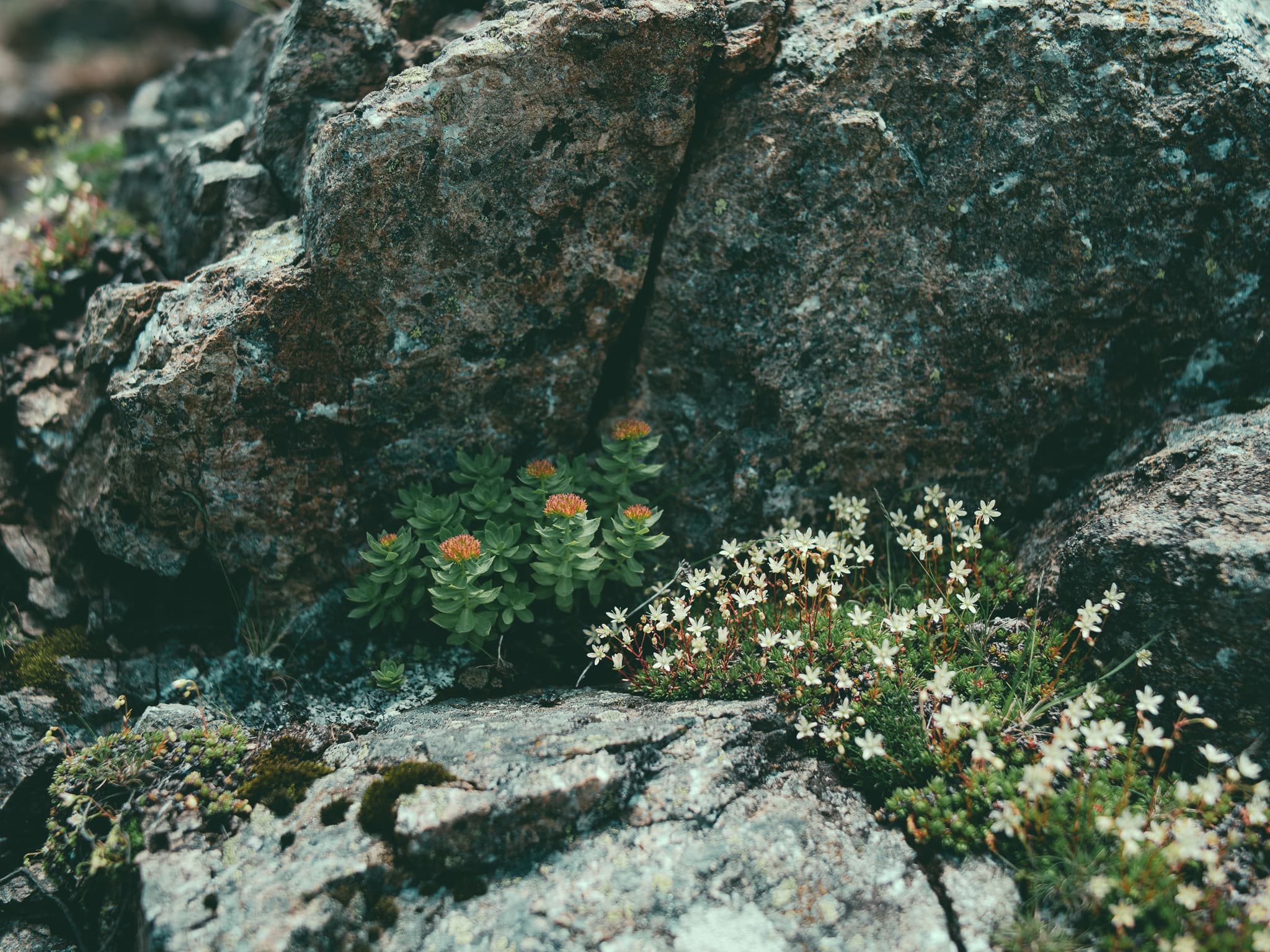 イワベンケイとシコタンソウ